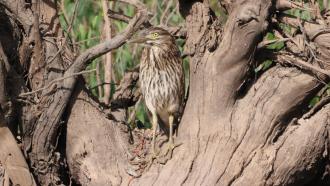 Nankeen Night Heron (Immature)