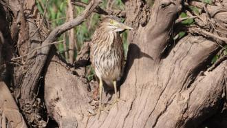 Nankeen Night Heron (Immature)