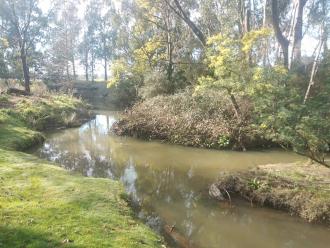 Blackberries rampant on eastern bank of Traralgon Creek