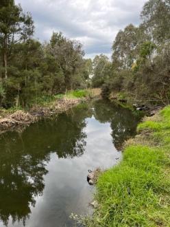 Downstream of sampling site