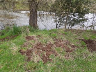 freshly dug patches of soil right by collection site