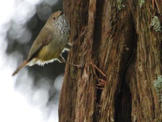 Brown Thornbill up near pumping station