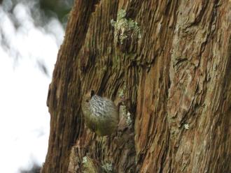Brown Thornbill up near pumping station