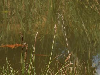 seed/flower? on reed/rushes