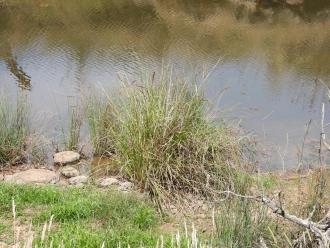rushes/reeds at site