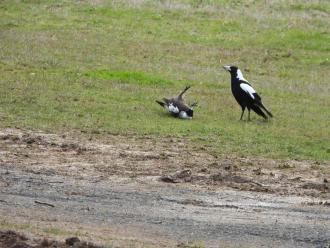 Australian Magpie shenanigans