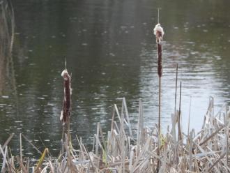 Bullrushes? losing seed