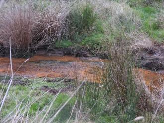Rakali!! Right in the middle in the water on the edge of far bank. Also discoloured water from spring? at littl weir next to pumping station
