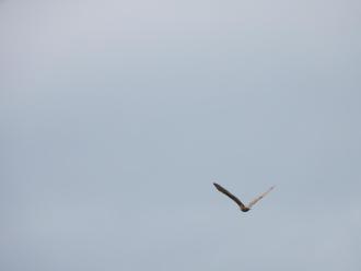 Swamp Harrier, perhaps. Definitely BOP.