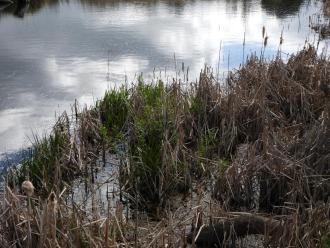 new willow beside collection site