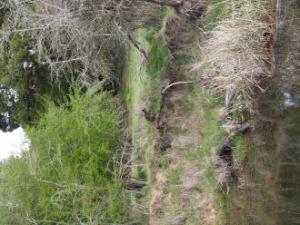 Black/Swamp Wallaby at collection site on creek side