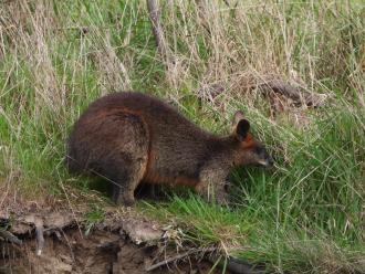 Swamp Wallaby