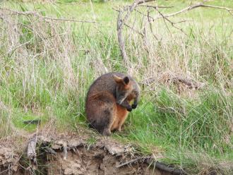Swamp Wallaby