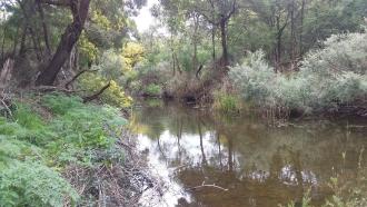 Upstream from collection area