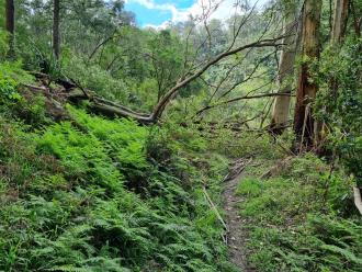 Pittosporum across sampling track.