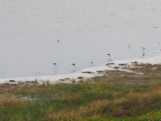 Banded stilts and Silver Gulls