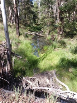 Note woody debris at bottom of photo. It is partially blocking the pipes that go under the road