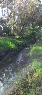 Stony Creek, Cruikshank Park, downstream