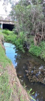 Stony Creek, Cruikshank Park upstream