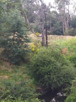 Ragwort flowering on riverbank