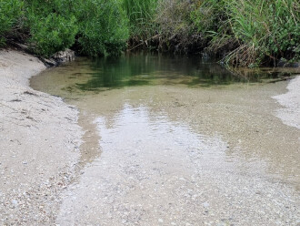 View South. Plant overgrowth obstructed access to sampling spot.