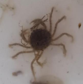 Five Cent Crab