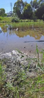 Muddy at edge and very shallow