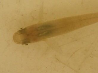 Fish, found with a few smaller creatures in my water sampling bucket.