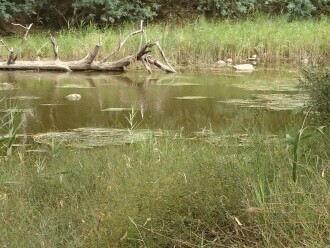 Shows smooth low-flow water surface, with reeds and water ribbon plants, just upstream of Waterwatch sampling site.