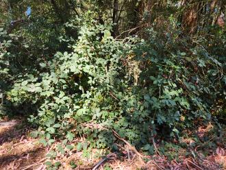 blackberries and weeds around area of river