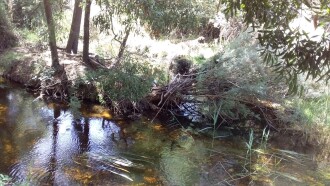 East branch hidden by vegetation enters West branch