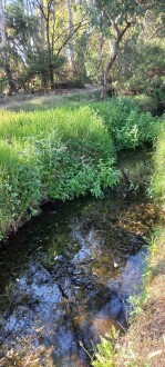 Stony Creek, Cruickshank Park, Yarraville, downstream