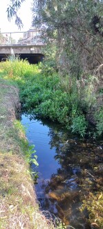 Stony Creek, Cruickshank Park, Yarraville, upstream