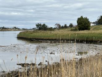 Egret & seagulls on mudflats