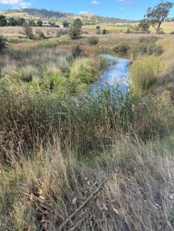 lots of reeds growing in and around the creek