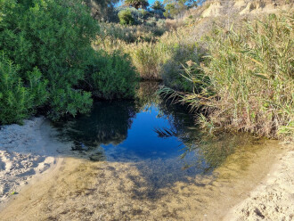 Strong overgrowth along the sides of the pool. View South.