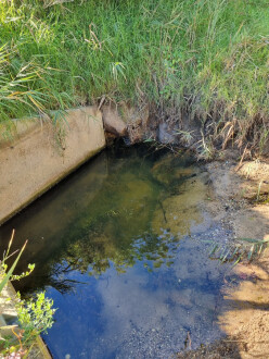 View South, towards drain.