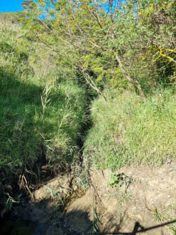 View South, towards upstream creek.