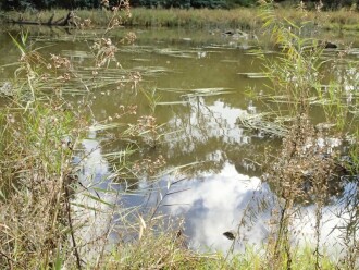 View of water sampling area in Barwon River. No azolla. Water flowing gently