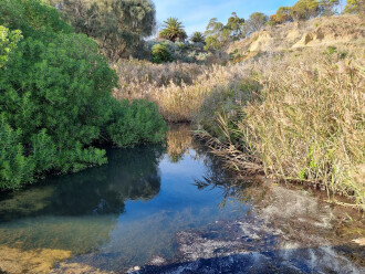 View South, overgrown bankment