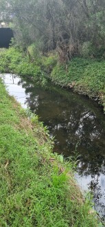 Stony Creek, Cruikshank Park, upstream view