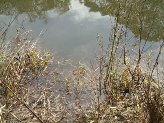 River bank where water level up to eroded edge. Sampled from here