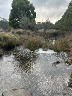 downstream of site from concrete crossing