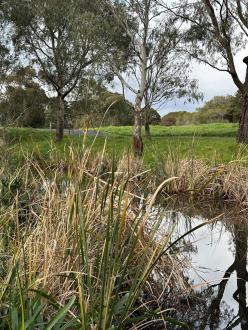 Elster Creek- towards New St