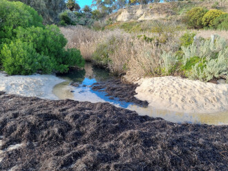 Griggs Creek upstream