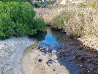 Griggs Creek upstream