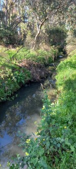 Stony Creek, Cruikshank Park, Yarraville, downstream view