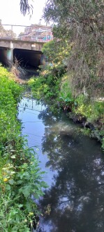 Stony Creek, Cruikshank Park, Yarraville, upstream view