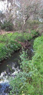 Stony Creek, Cruikshank Park, Yarraville, downstream