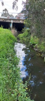 Stony Creek, Cruikshank Park, Yarraville, upstream